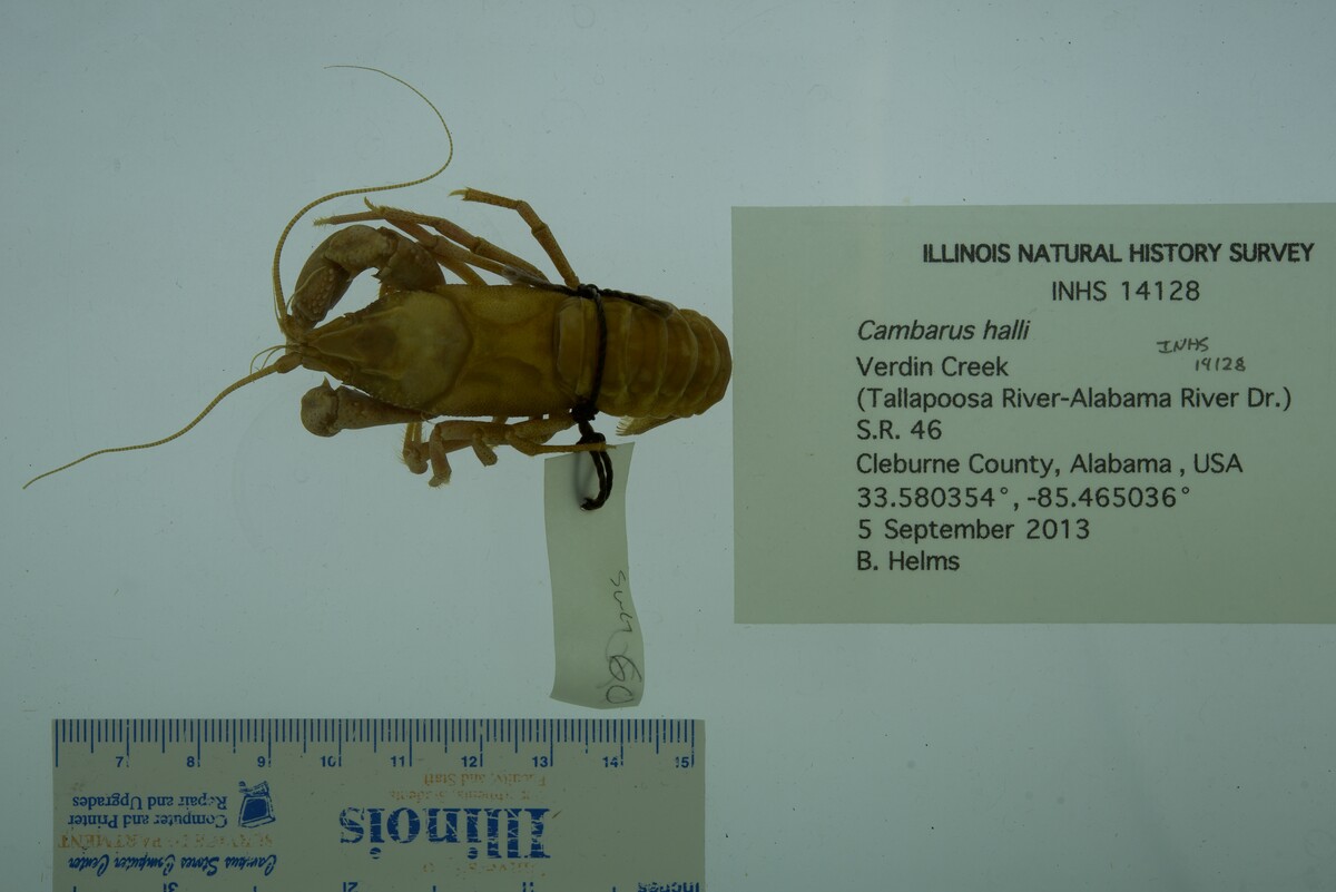 Cambarus halli image